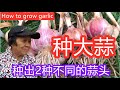 种大蒜 | how to grow garlic |手把手教你怎样种出2种不同的蒜头| 秋季种大蒜 | 独头蒜和有蒜苔的大蒜 （有字幕）（captions)