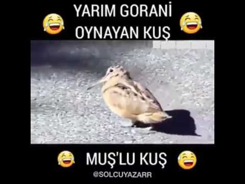Yarım Gorani Oynayan!! Muşlu kuş!!