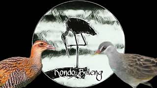 Suara pikat burung sawah Duet Sintat & Tikusan