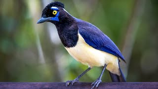 Plush-crested Jay Calling Sounds 4K