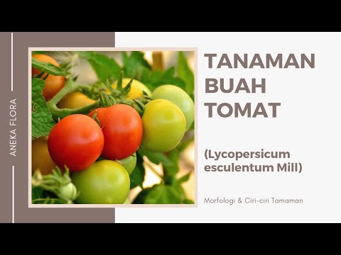 MORFOLOGI & CIRI-CIRI TANAMAN TOMAT (Lycopersicum esculentum Mill) || Aneka Flora