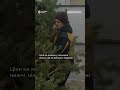 Як заготовляють ялинки у Мерефʼянському лісництві на Харківщині