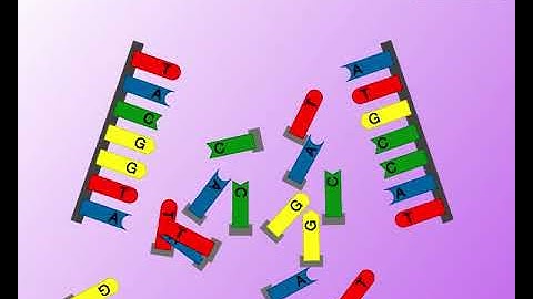 Animation 25.3 DNA replication