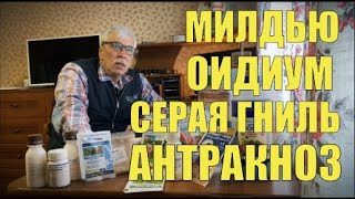 Защита виноградника от оидиума, милдью и серой гнили. Препараты, дозировки и сроки ожидания.