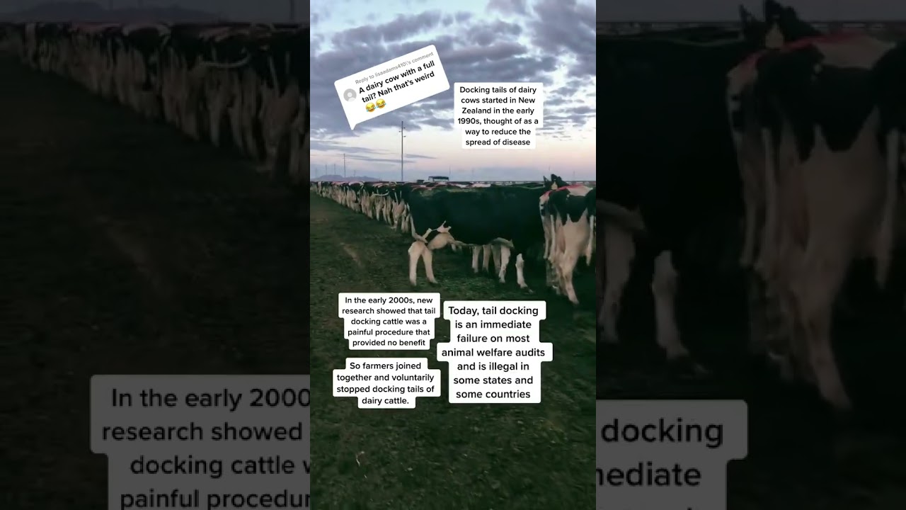 Why Tail Docking Is a Big Deal 🐄