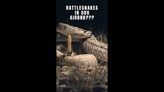 RATTLESNAKES at our Airbnb??? #SHORTS
#SHORTS
The perfect spot to stay on a herping trip to Arizona is an Airbnb where you can find rattlesnakes right on the property!
Website/Prints: https://www.wakefieldwildlife.com/
IG: https://www.instagram.com/wakefieldwildlife/ RATTLESNAKES at our Airbnb??? #SHORTS