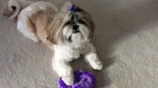 Lacey playing with her Dad  | Shih Tzu dog