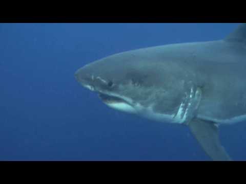 SHARKIVES Ep. 28 | IT’S NOT OPTIMAL