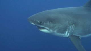 SHARKIVES Ep. 28 | IT’S NOT OPTIMAL
