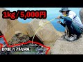 【この穴、超高級魚が餌代0円で釣れる?!】 この餌使って穴釣りしたら、魚がとても高活性すぎる・・・そして、ヤバイ、まさかの奇跡が!!