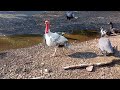 meet free-range chickens guineas turkeys and geese