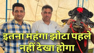 India ka No.1 Murrah Bull 🐃 | Top Murrah Bull of India 💪 | Best Breed for Dairy Farmers