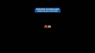 Dinimizde Öldürülmesi Yasak Olan 5 Hayvan...