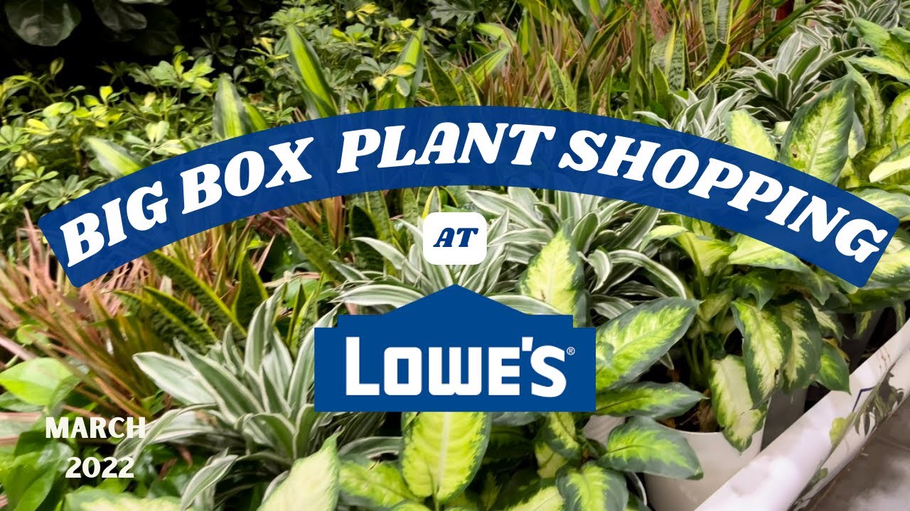 Come Plant Shopping With Me! Lowe's Big Box Plant Shopping March