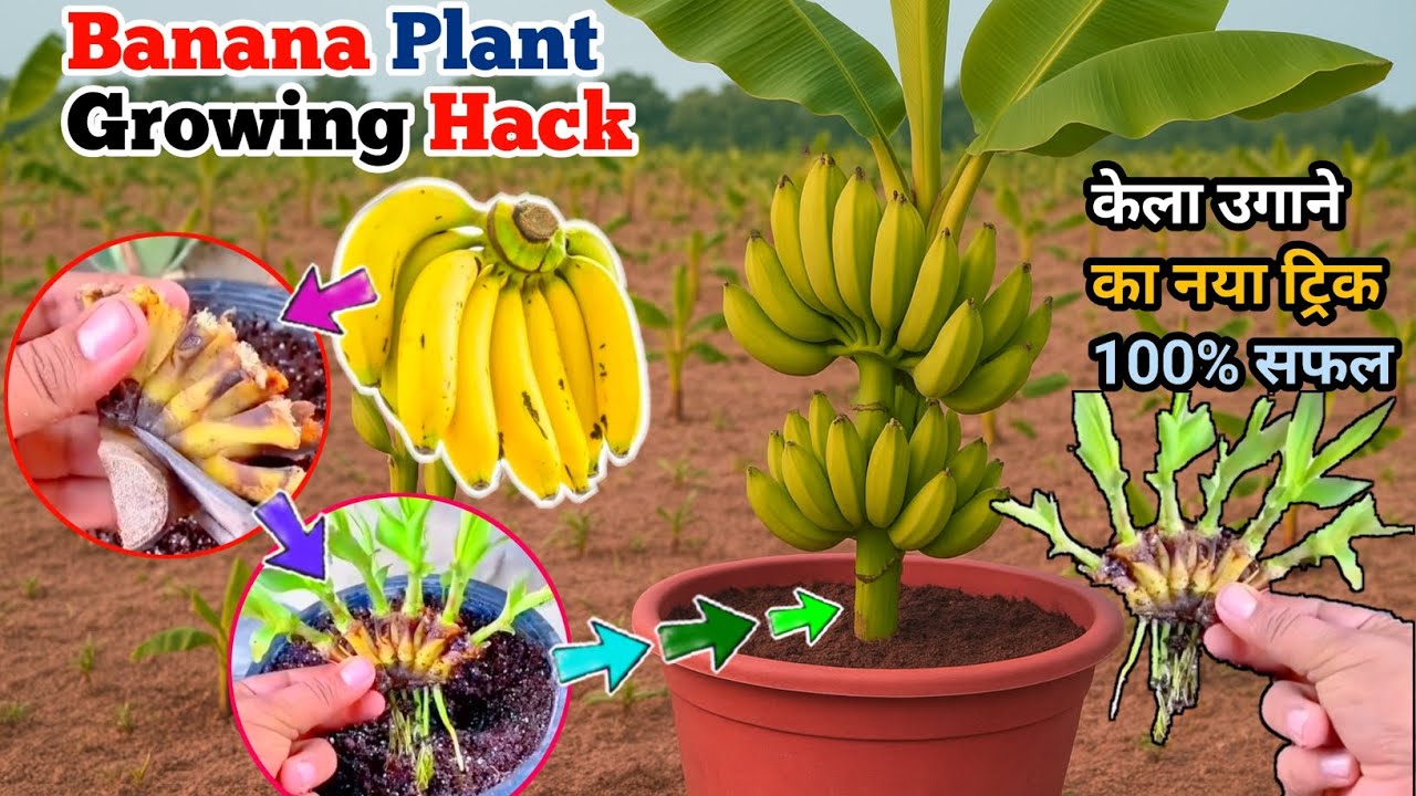 "New way to grow banana plant at home 🌱 | Banana Plant Growing Trick at Home" | Banana Growing Hack 