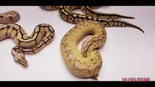 Handful Of Butter And Lesser Ball Python Combos.