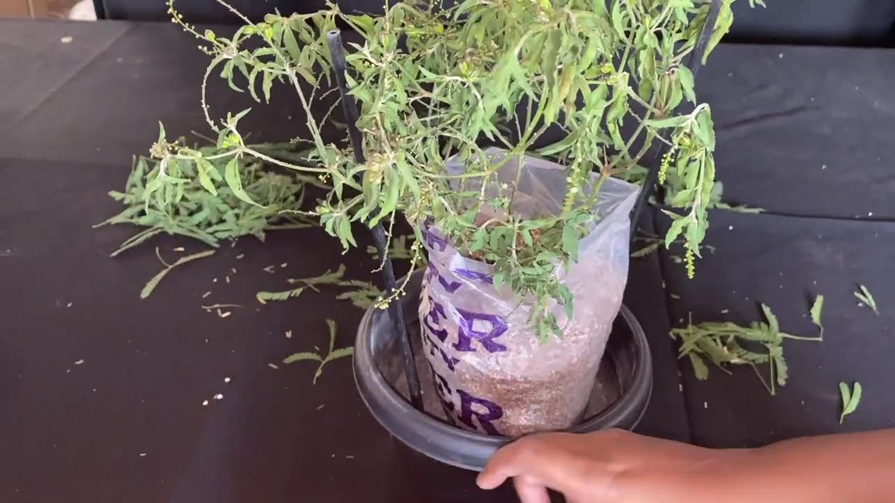 Pottled plant with cage