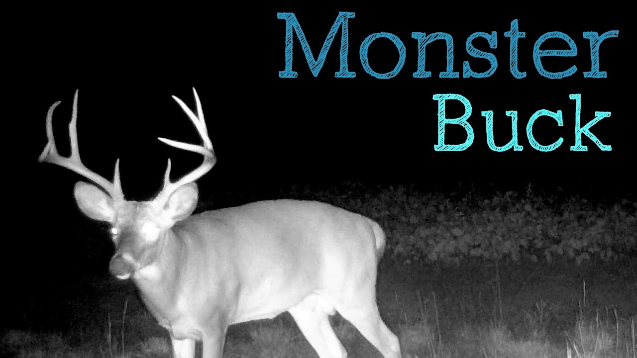 Fall Time Bucks | Amazing Trail Camera Footage of A Big Buck and More