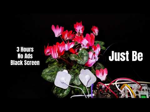 3 Hours of Living Cyclamen Sound 🌺 | Black Screen • No Ads • Deep Presence