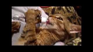 Кошки! 'посмеемся'. ТВ Кошки! 'посмеемся'. ТВ
