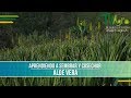 Aprendiendo a Sembrar y Cosechar Aloe Vera- TvAgro por Juan Gonzalo Angel