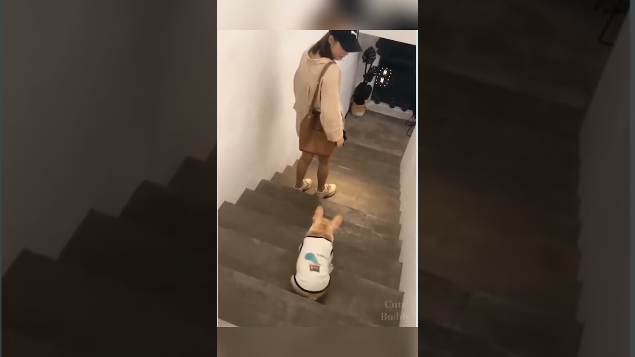 |🐕 Cute and Angry dogs video compilation 2021|