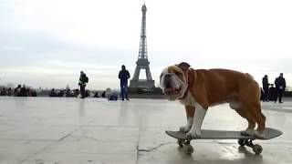 CARTMAN THE BULLDOG  Skatecruise in Paris