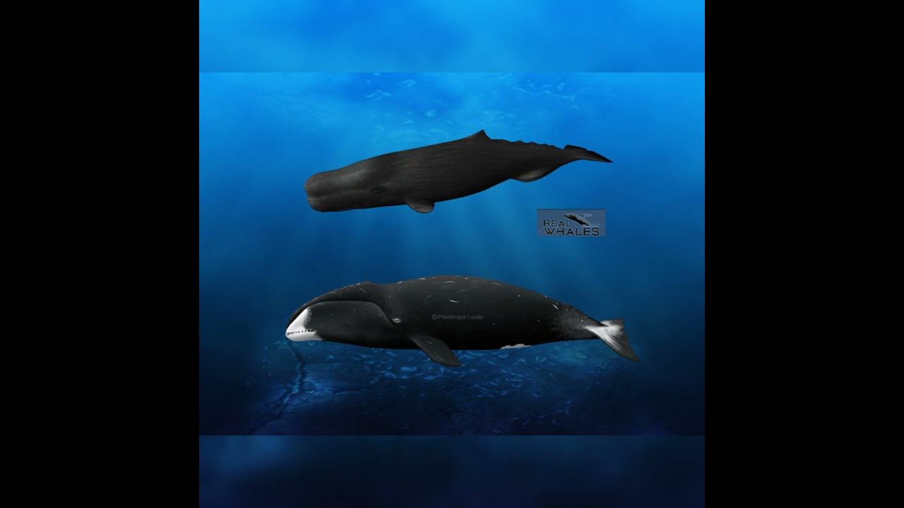 Sperm Whale And Bowhead Whale Size Comparison - YouTube