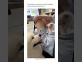 affection with bemused expression #cat #paws #animals #viral #kitten #trending #catvideos #funny