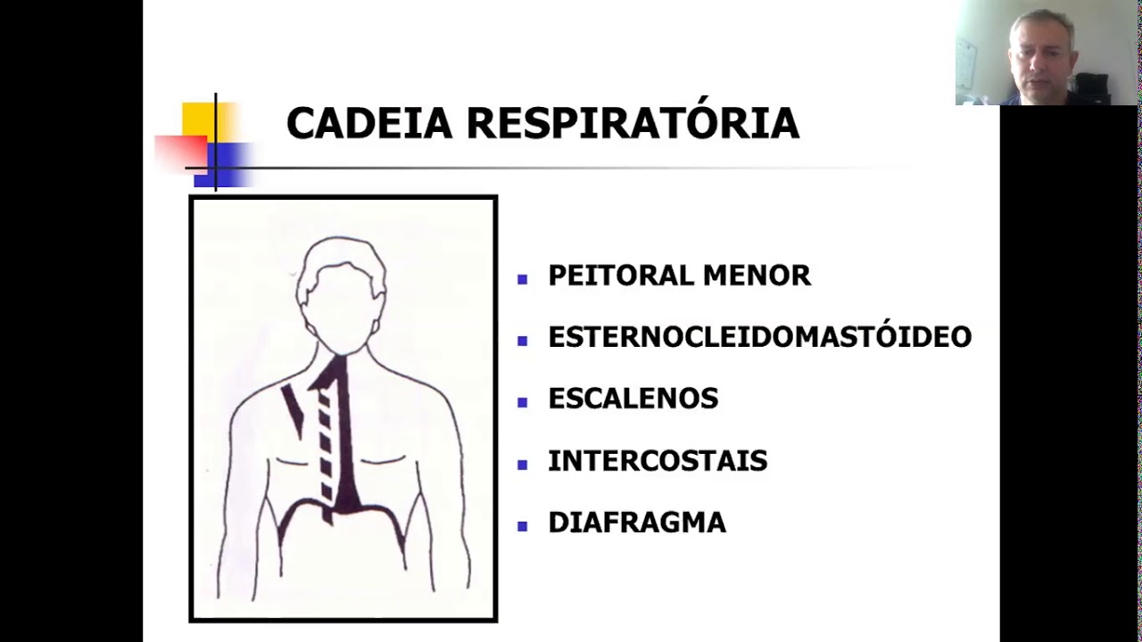 Quais os músculos da cadeia anterior?