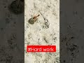 Hard work #hardwork #motivation