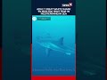 White Shark Encounter in Mediterranean: Diver Removes Deadly Ghost Nets in Risky Underwater Mission