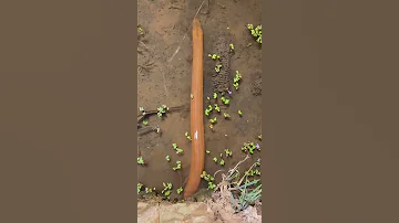Top Viral Amazing Fishing Eel Fishing From Hole Using Hook TIK TOK 