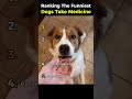 Ranking The Funniest Dogs Take Medicine
