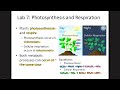 Biology Lab Practical Review | Lab 7: Photosynthesis and Respiration Explained