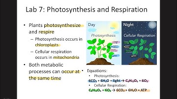 Biology Lab Practical Review | Lab 7: Photosynthesis and Respiration Explained