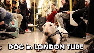 A DAY with a DOG in the LONDON Underground