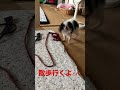散歩行くよ〰︎のちび太