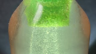 How to culture Vinegar Eels