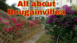 #KzyWAIS #Buhay_Inday Trivia Bougainvillea || Woodgreen Court Discovery Bay
