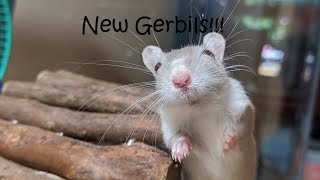New pet Gerbils!!!