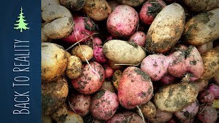 Results from our NO DIG and NO WATER potato experiment (Ruth Stout Method)
