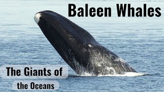 The Baleen Whales