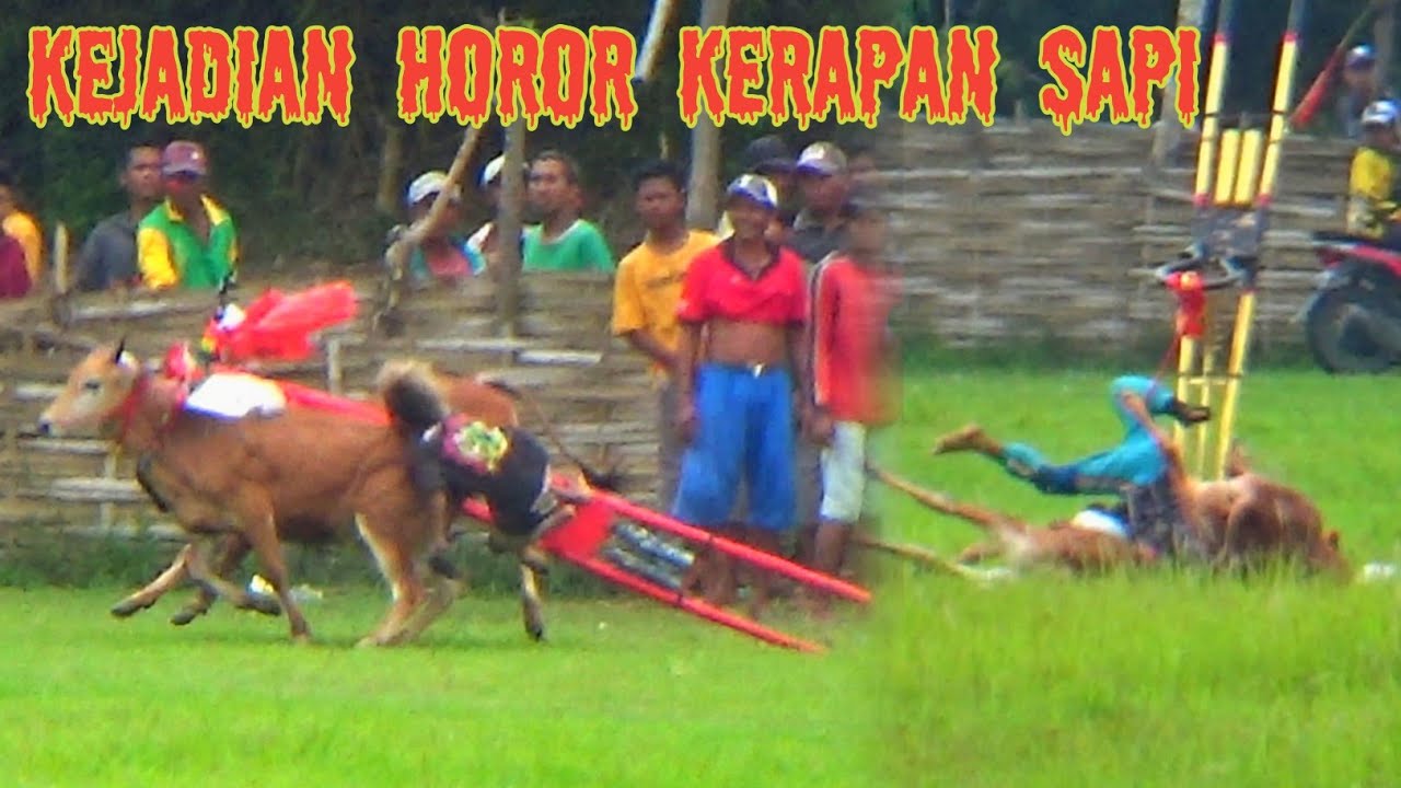 Rangkuman Kejadian Horor Kerapan Sapi Madura.