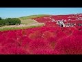 [ 4K Ultra HD ] ひたち海浜公園 コキアの紅葉とコスモス畑の絶景 Autumn Color of K…
