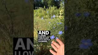 Plant of the Day - Blue flax