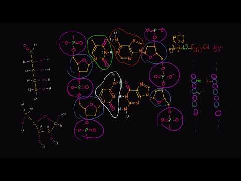 დნმ-ს ჯაჭვების ანტიპარალელური სტრუქტურა