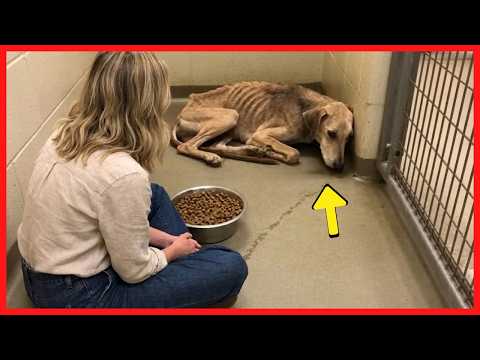 Todos Ignoraram o Cão Mais Triste do Abrigo, Então Ela Se Aproximou… e Algo Inesperado Aconteceu!
