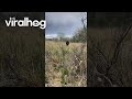 Bear Runs at Turkey Hunters || ViralHog