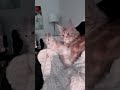 Just cute video with mother cat and her little adorable kitten. #cutekittenvideos #mainecoon #kitten